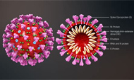 coronavirus covid 19 : La pandémie actuelle qui affecte le système respiratoire, résulte des pollutions environnementales affaiblissant les organismes